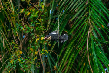 Fototapeta premium Dusky Broadbill The body is black, the neck to the upper chest is yellowish white. Big mouth, dark red pink, dark tip, dark pink eye skin The back has orange stripes. 