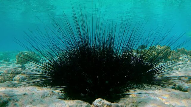 Group of Black Long Spined Sea Urchin, Diadema setosum, gathered together in the single cluster on a shallow coral reef at midday. A conglomerate of sea urchins on the seafloor in the noon sun