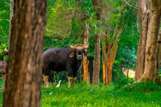 Gaur (Bos gaurus) The fur is short, cropped and shiny, black or brown. The legs are soft white, like wearing socks. The forehead area has a grayish-white or yellowish Bodhi face. High mid-back