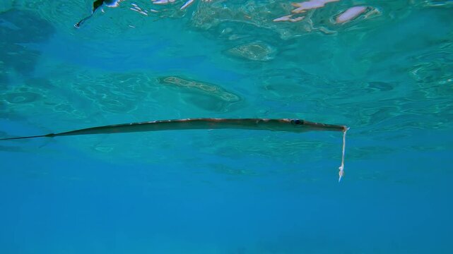Bluespotted Cornetfish or Smooth Flutemouth, Fistularia commersonii survivor of a severe fracture mouth swimming in turquoise water below the surface hiding under a boat