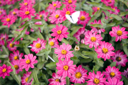 A butterfly fluttering on pink flowers
