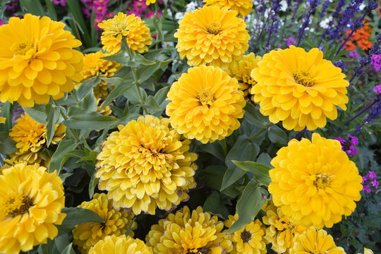 Close up of Muns in a garden