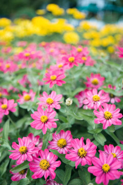 Pink and yellow flowers in a garden