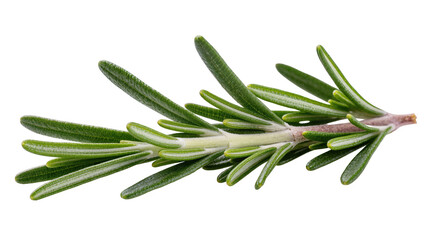 Fototapeta premium Fresh green rosemary sprig with needle-like leaves
