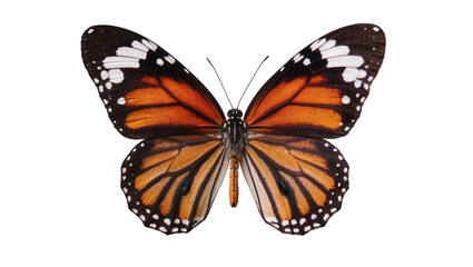 Monarch butterfly with orange black, and white wings © Eva