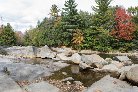 Woods beside a stream of water