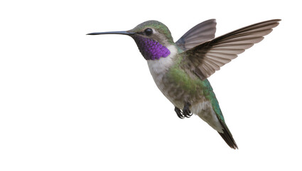 Obraz premium Hummingbird with purple throat hovering mid-air