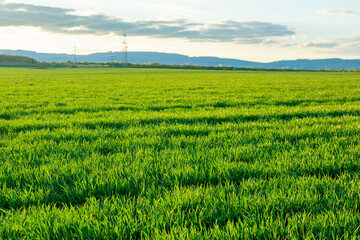 Obraz premium Vibrant green wheat field golden hour, sun flare in background, lush young crops, agricultural landscape, natural light, sustainable farming, rural agriculture scene, spring growth, eco-farming