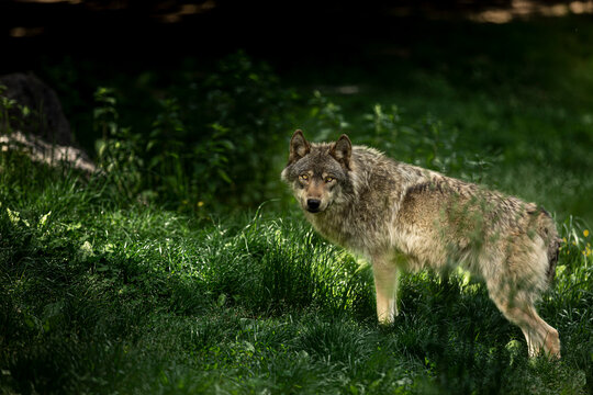 Lobo