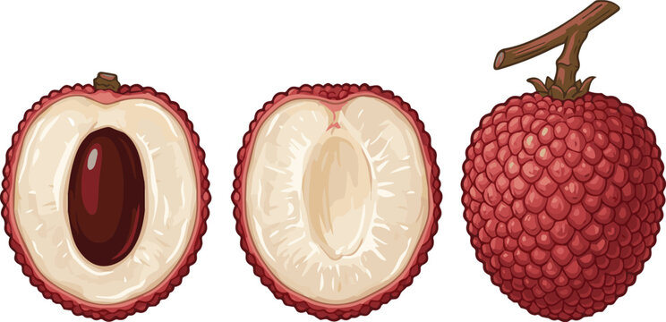 Set of fresh lychee fruits, whole and halved with seed, isolated vector illustration in kawaii flat style for tropical healthy fruit, exotic food, and summer diet design