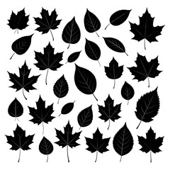 Fototapeta premium A collection of 25 black silhouettes of various maple leaves on a white background