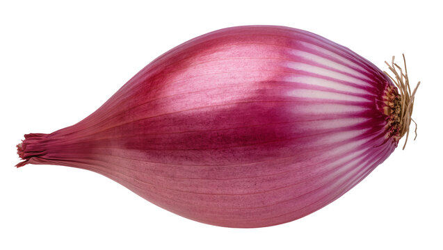 Red onion with visible layers and roots