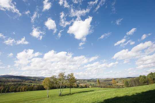 Trees on vast grassland