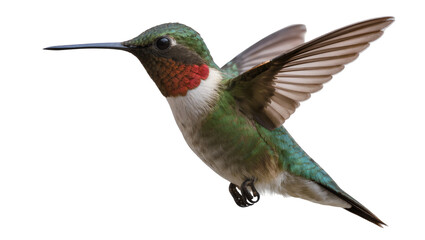 Obraz premium Ruby-throated hummingbird with green iridescent plumage and red gorget