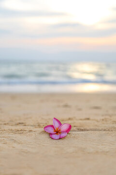 Exotic pink flower on the sand at the beach against the sunset.