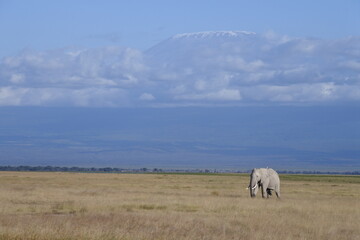 Ein Elefant und im Hintergrund der Kilimandscharo © Jürgen Reitz