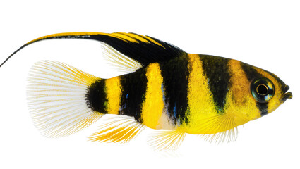 Yellow and black striped fish with long tail fin © Eva