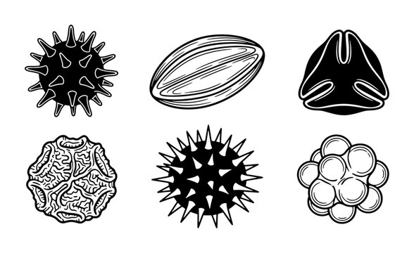 Pollen Grains Vector Set, Microscopic Plant Particles, Botanical Illustration, Allergy Triggers