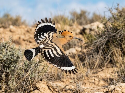 Hoopoe bird in flight with striking black and white striped wings and an orange crest, soaring over dry, scrubby terrain under a clear sky.