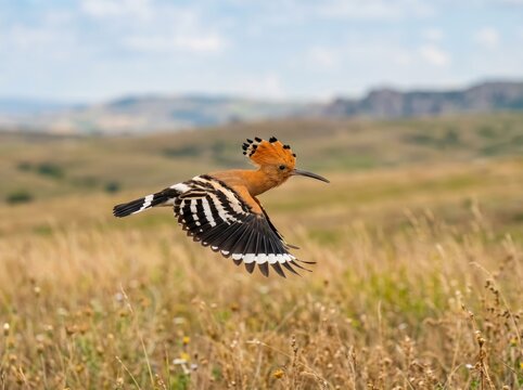 Hoopoe bird in flight over a grassy field with mountains in the background.