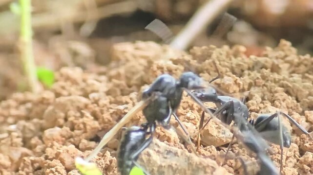 

Black carpenter ants preparing for nuptial flight with worker ants encouraging them macro close up 4K.#008
