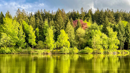 Fototapeta premium Colourful scenic landscape view of a lake and reflections of trees with a forest in the background. No people.