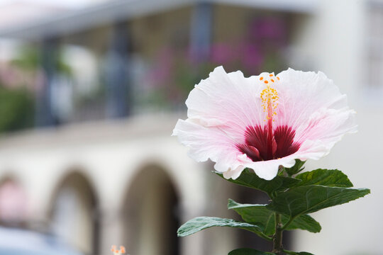Hibiscus in bloom