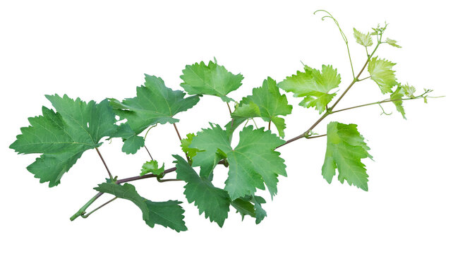 Grape leaves vine plant branch isolated on transparent background with fresh natural foliage detail.