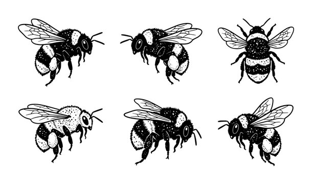 Six Vintage Bumblebee Illustrations, Hand-Drawn Insect Vector Art, Detailed Buzzing Creatures Collection