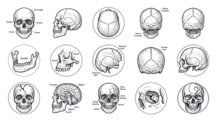 Human Skull Anatomy Illustrations, Medical Diagram Views and Bone Structure © role