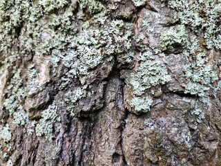 Fototapeta premium Close-up of textured tree bark with deep cracks and natural growths in earthy shades of brown, gray, and green. An organic surface detail highlighting nature's resilience.