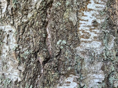 The characteristic cracked white birch (betula) bark forming an interesting pattern