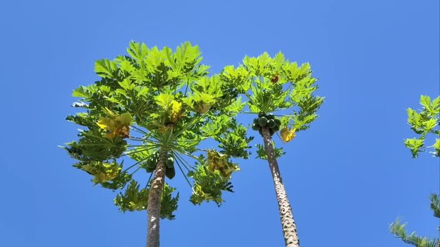 blue sky and tree