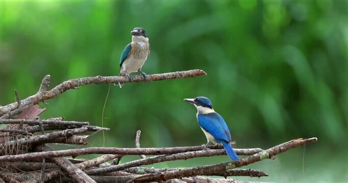 Pair of collared kingfishers resting on dead tree branches against blurred green foliage, white-collared kingfisher natural behavior in tropical habitat.