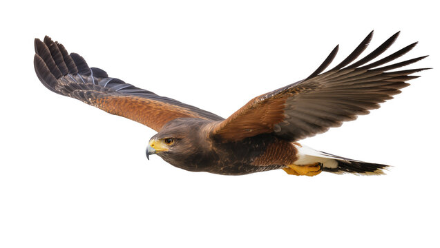 Harris hawk bird of prey in flight with wings spread