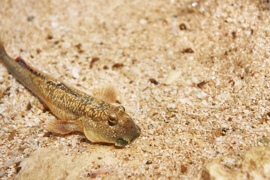 Small brown mudskipper or goby fish camouflaged on a sandy beach floor close up