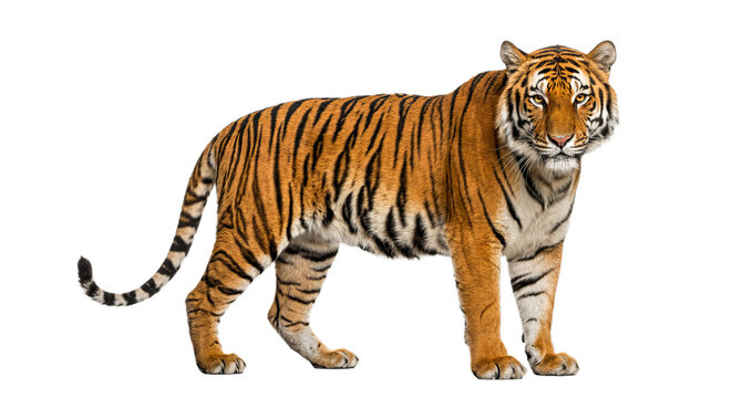 Majestic tiger with striking orange and black stripes stands confidently against a clean white background