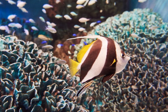 Beautiful pennant coralfish or longfin bannerfish swimming gracefully over a coral reef structure