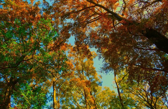 Big trees with colorful leaves grow in autumn high in the sky, colorful autumn background 