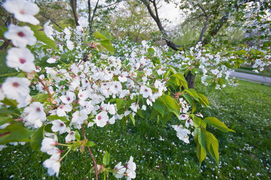 Cherry Blossoms in Arnold Arboretum