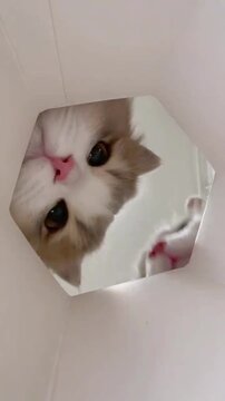 Curious fluffy cat peering down into a white cardboard box in this engaging and adorable high quality animal motion footage