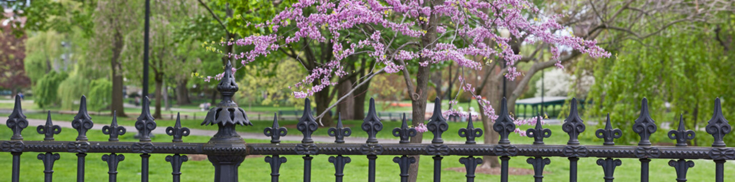 Wrought iron fence at Boston Public Garden