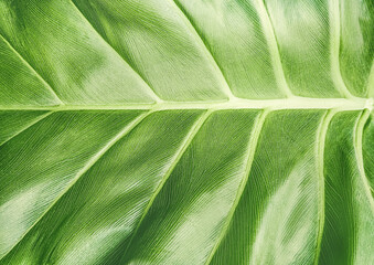 Macro texture of fresh green tropical leaf with detailed veins structure as abstract nature background. © Milena Wi