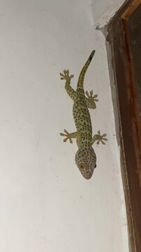 Tokay Gecko Clinging to White Wall Vertical Video