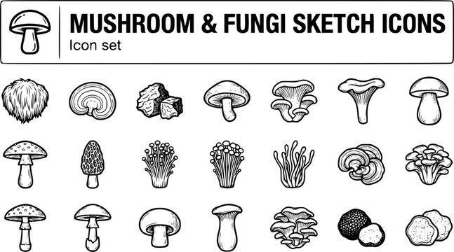 Mushroom Fungi Sketch Icon Set Lion's Mane Reishi Chaga Shiitake Oyster Chanterelle Porcini Amanita Morel Enoki Cordyceps Turkey Tail Maitake Fly Agaric Button 20 Icons Hand-Drawn Sketch Style Vector