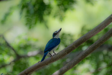 Fototapeta premium a collared kingfisher perched on a tree branch on a hot afternoon in Langkawi, Malaysia