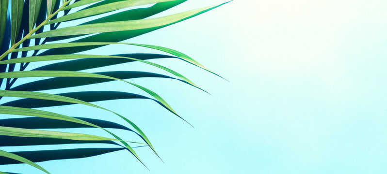A shadow of palm leaves on a textured paper background