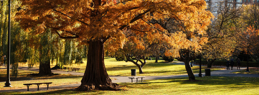 Boston Public Garden in the fall