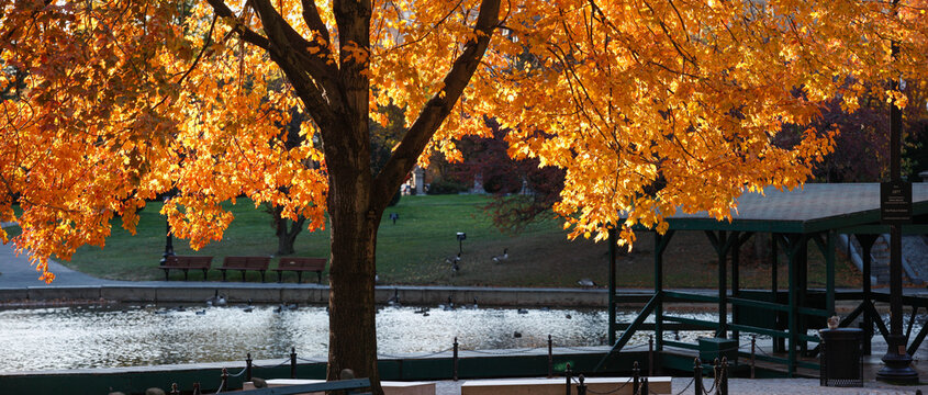 Boston Public Garden in the fall