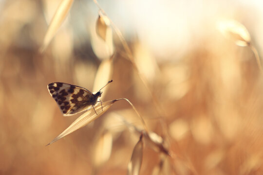 Butterfly on plant at sunset time